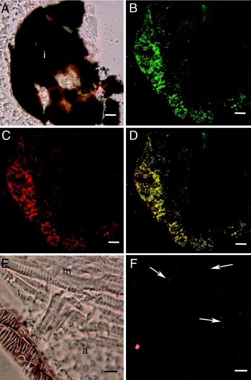 FIG. 5.