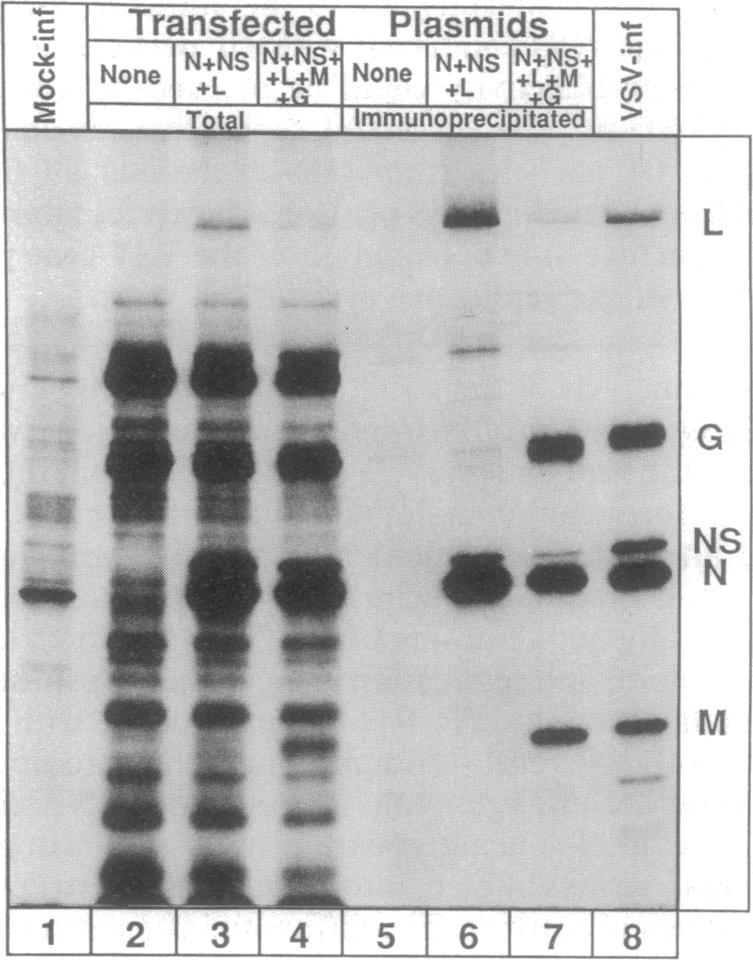 graphic file with name pnas01054-0305-a.jpg