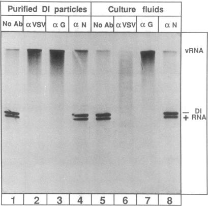 graphic file with name pnas01054-0307-b.jpg