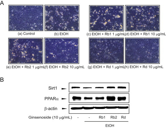 Fig. 9