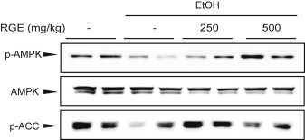 Fig. 5