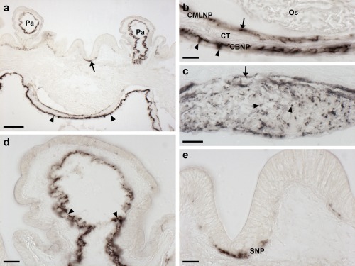 Figure 17