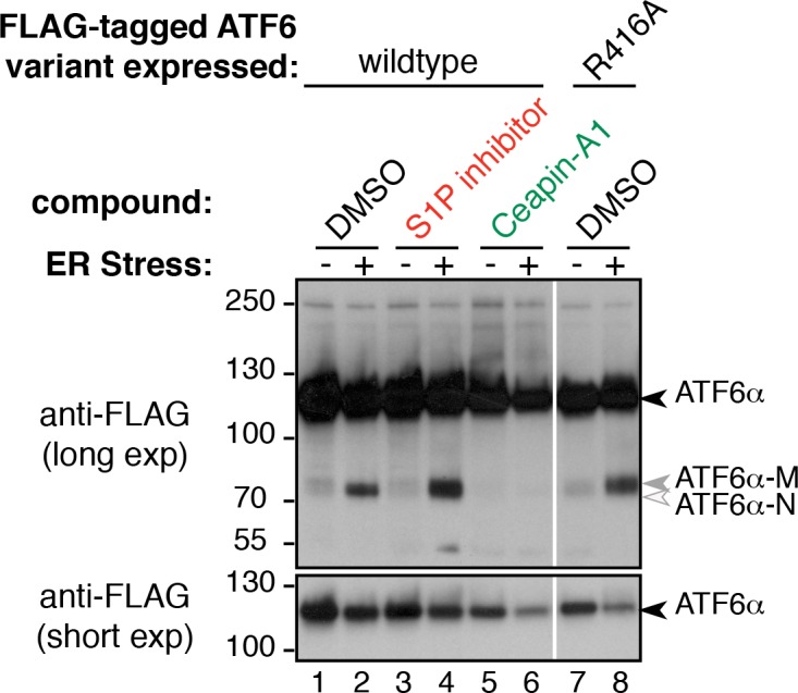 Figure 3—figure supplement 4.