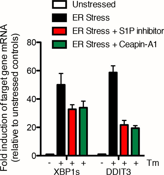 Figure 5—figure supplement 1.