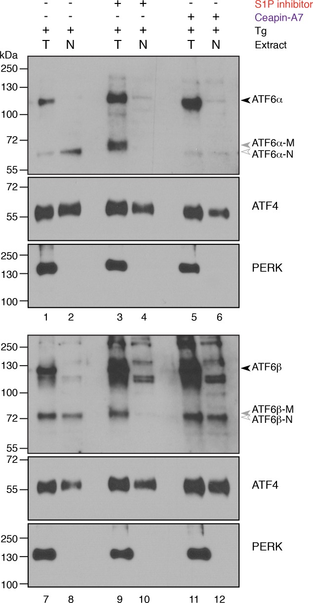 Figure 5—figure supplement 2.