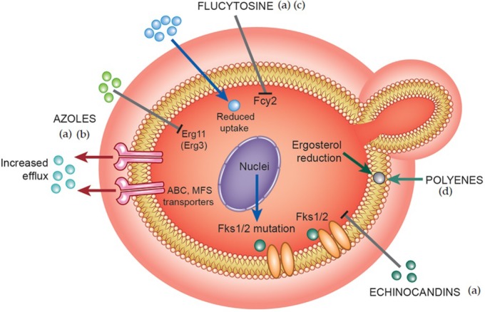 FIGURE 2