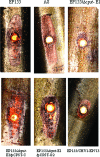 FIG. 5.