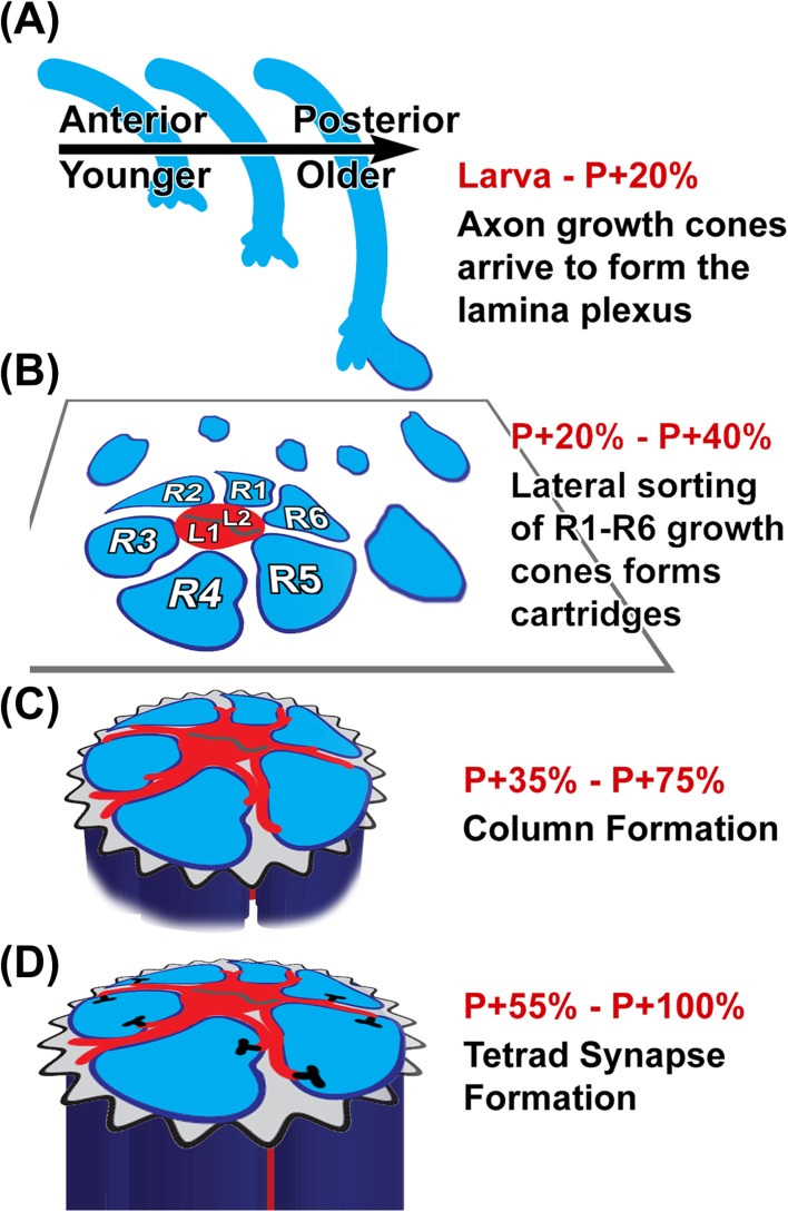 Figure 7.