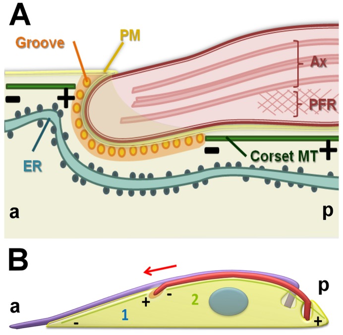 Fig. 6.