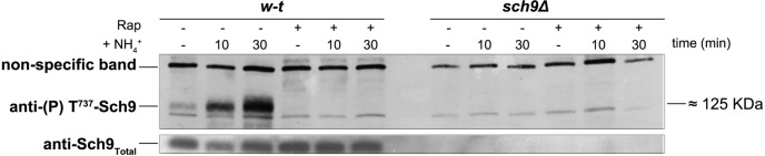 Figure 1—figure supplement 2.