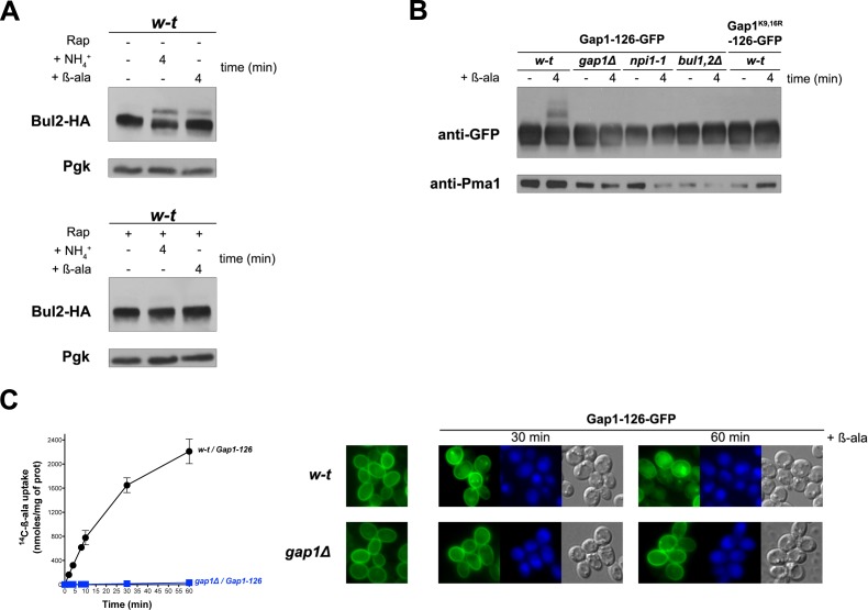 Figure 1—figure supplement 1.