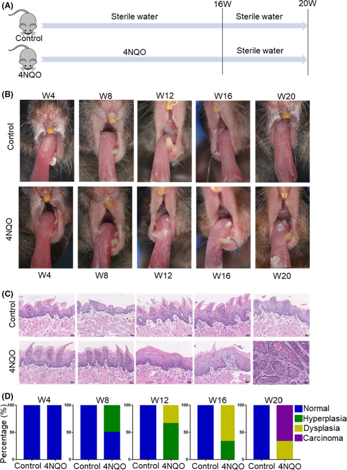 FIGURE 1