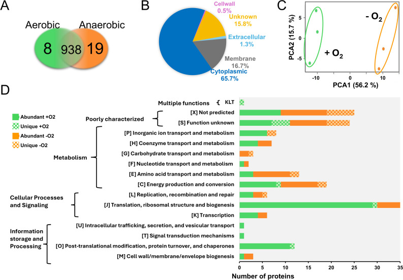 The Venn diagram illustrates protein overlap between aerobic and anaerobic conditions, while a pie chart shows protein localization. A PCA plot compares conditions with and without oxygen, and a bar graph depicts protein function across both conditions.