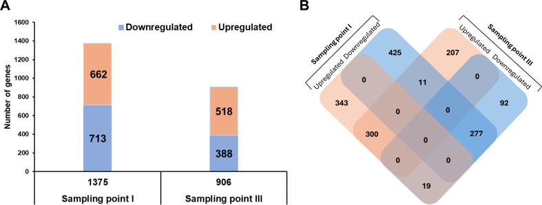 The bar graph compares upregulated and downregulated genes at two sampling points, showing more genes at the first point. A Venn-like heatmap illustrates shared and distinct upregulated and downregulated genes between the two points.