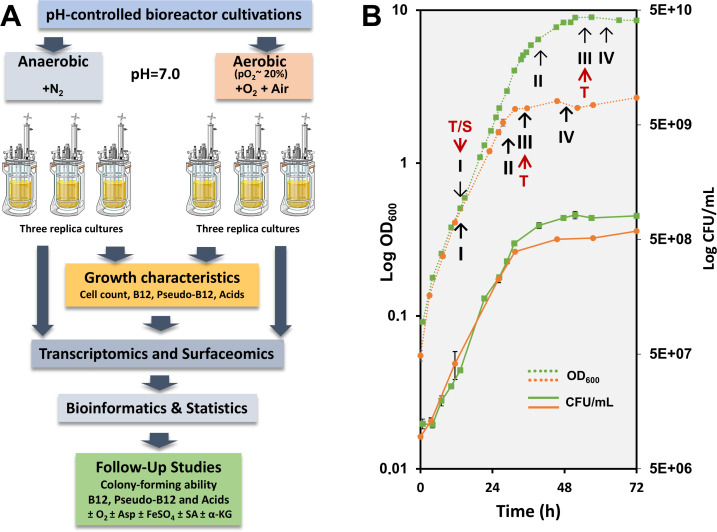 The diagram illustrates pH-controlled bioreactor cultivations under anaerobic and aerobic conditions. A line graph tracks cell growth over time, showing changes in optical density (OD) and colony-forming units, with distinct phases marked.