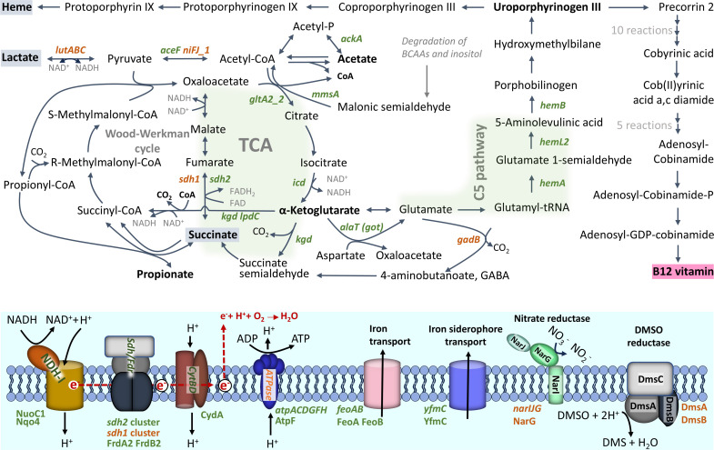 The figure shows a metabolic pathway map for the TCA cycle, heme biosynthesis, C5 pathway, and electron transport chain, highlighting acetyl-CoA, succinate, glutamate, and propionate, along with transport proteins for iron and nitrate reduction.