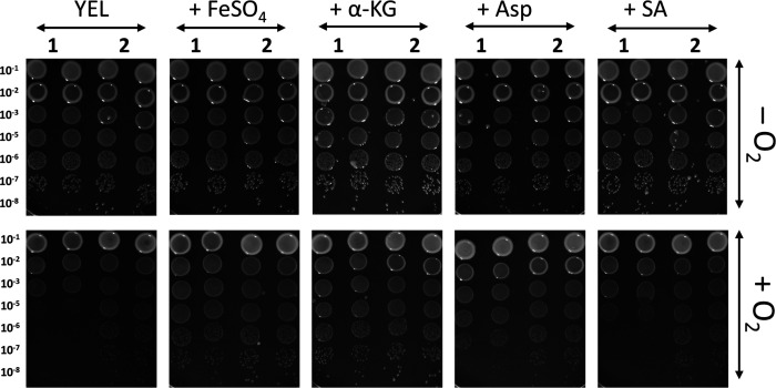 This image shows growth assays with serially diluted samples spotted on YEL agar either unsupplemented or supplemented with FeSO4, α-KG, Asp, or SA, with or without oxygen. Supplementation increased growth in oxygen-rich conditions.