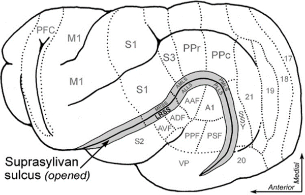 Figure 1: