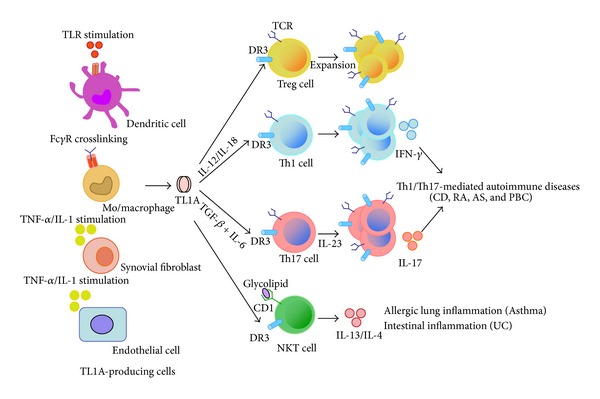 The Role of TL1A and DR3 in Autoimmune and Inflammatory Diseases - PMC