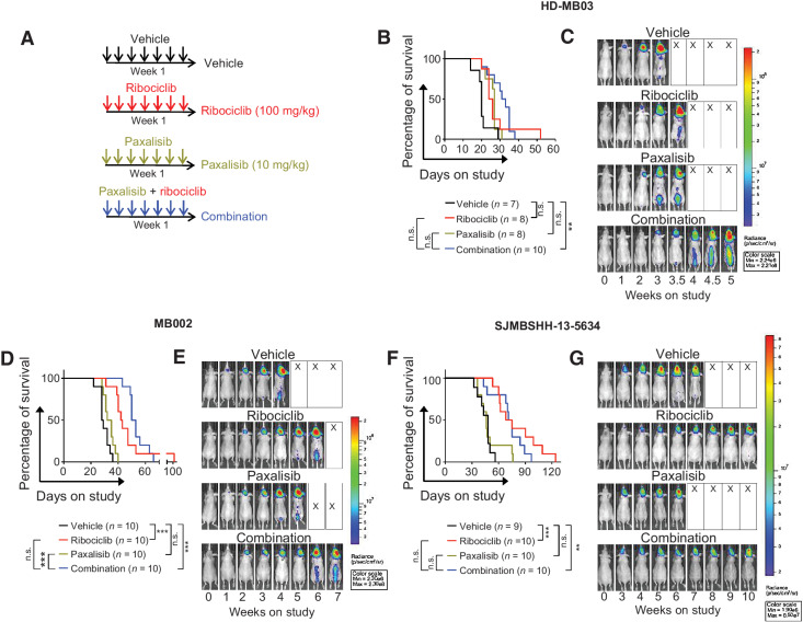 Figure 6. Ribociclib and paxalisib treatment of G3MB and SHHMB in vivo. A, Treatment schedule after enrollment. B–G, Mice bearing PDXs HD-MB03 (B and C) MB002 (D and E) or SJMBSHH-13–5634 (F and G) tumor cells treated with vehicle (black lines), ribociclib (100 mg/kg, continuous daily by oral gavage (OG), red lines), paxalisib (10 mg/kg, continuous daily OG, green lines), or the combined formulation (continuous daily OG, blue lines) until moribund. (B, D, F) Kaplan-Meier survival plots for all treatment groups. Comparison between treatment groups using log-rank test adjusted for multiple comparisons [not significant (n.s.), adjusted *, P ≤ 0.05, adjusted **, P ≤ 0.01, and adjusted ***, P ≤ 0.001]. Median survival for HD-MB03–bearing mice in days: Vehicle: 20; ribociclib: 25; paxalisib: 27; combination: 32; ribociclib versus vehicle: adjusted P = 0.0795; combination versus vehicle: adjusted P = 0.003; combination versus ribociclib: adjusted P = 0.3674. Median survival for MB002-bearing mice in days: Vehicle: 28.5; ribociclib: 42.5; paxalisib: 33.5; combination: 51.5; ribociclib versus vehicle: adjusted P = 0.0005; combination versus vehicle: adjusted P = 0.0005; combination versus ribociclib: adjusted P = 0.1456. Median survival for SJMBSHH-13–5634-bearing mice in days: vehicle: 48; ribociclib: 71.5; paxalisib: 46; combination: 73; ribociclib versus vehicle: Adjusted P = 0.0005; combination versus vehicle: Adjusted P = 0.0028; combination versus ribociclib: Adjusted P = 0.4886. Mice were imaged twice weekly by bioluminescence imaging (BLI). C, E, and G, BLI pictures at different time points from enrollment through moribund stage represented for one mouse per treatment group. Mice selected on the basis of tumor and spinal growth median behavior. For BLI signal curves see Supplementary Fig. S7.