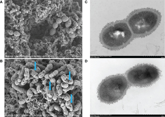 Figure 2