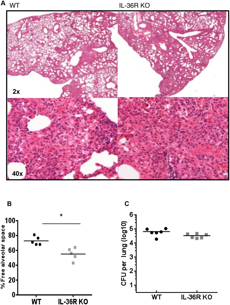 Fig 5