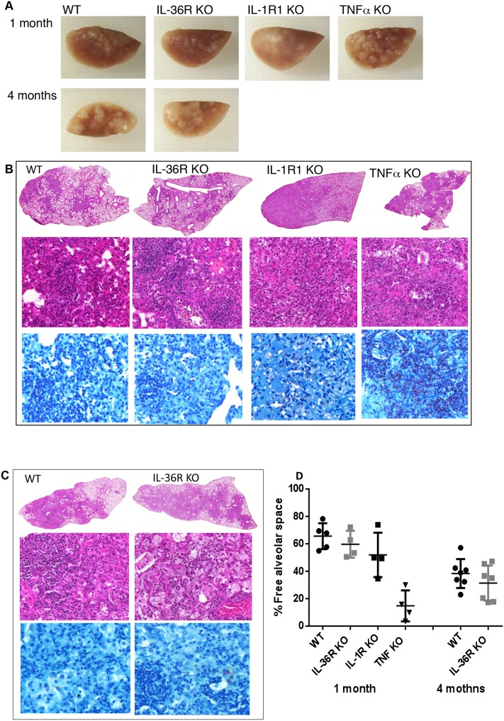 Fig 9