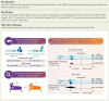 Structured Graphical Abstract