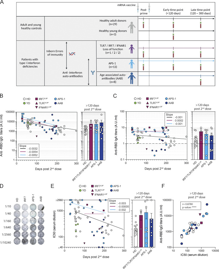 Human Type I Ifn Deficiency Does Not Impair B Cell Response To Sars-cov 