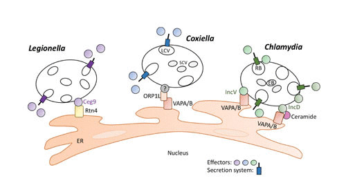 FIGURE 2