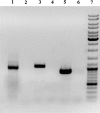 Fig 4