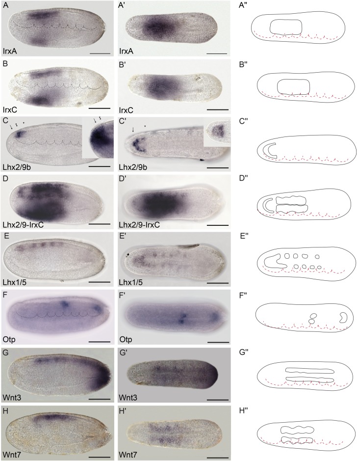 Fig 6