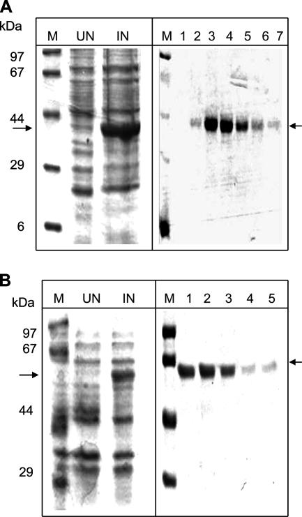 FIG. 1.