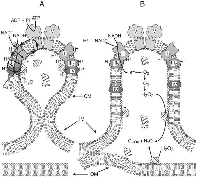 Fig. 8.5