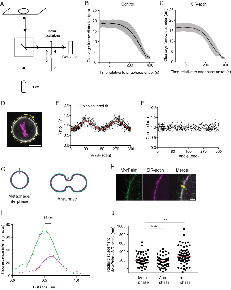 Figure 2—figure supplement 1.