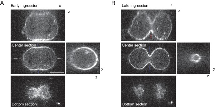 Figure 3—figure supplement 1.