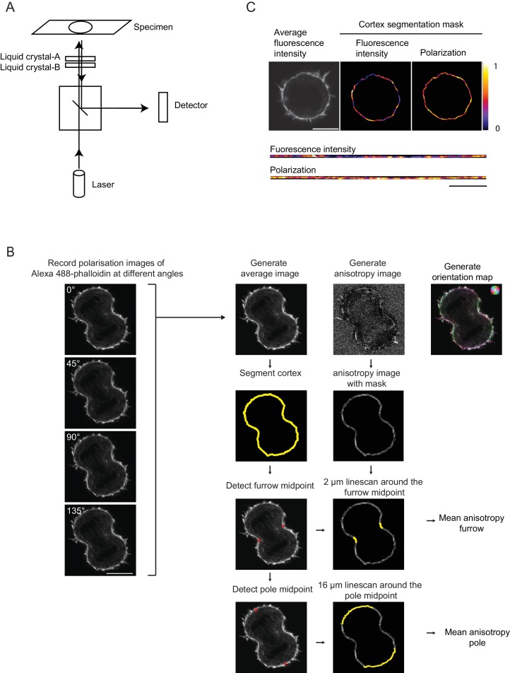 Figure 1—figure supplement 1.