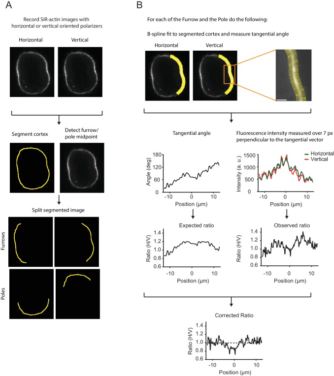 Figure 2—figure supplement 2.