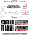 Graphical Abstract