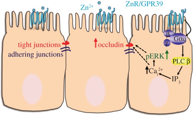 Figure 7.