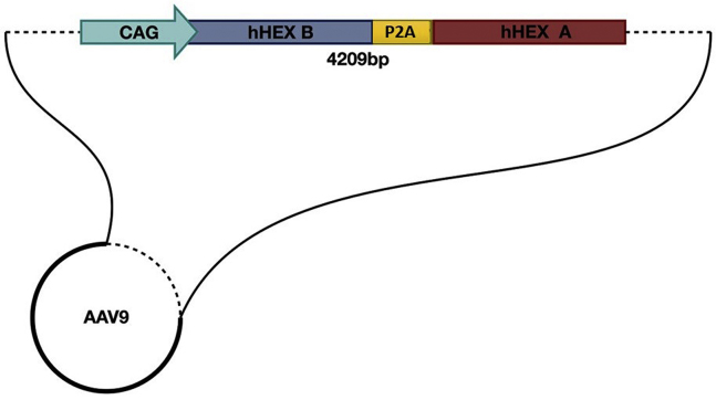 Figure 1