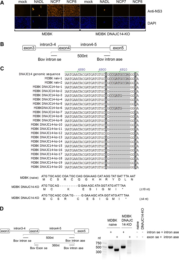 FIG 2