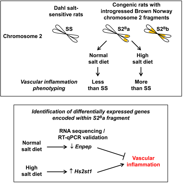 graphic file with name nihms-1633374-f0001.jpg