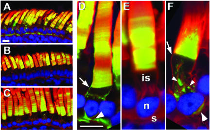 Figure 2.