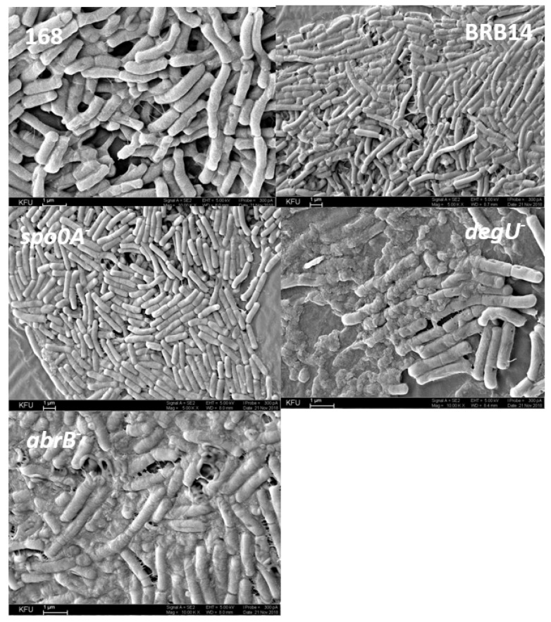 Figure 10