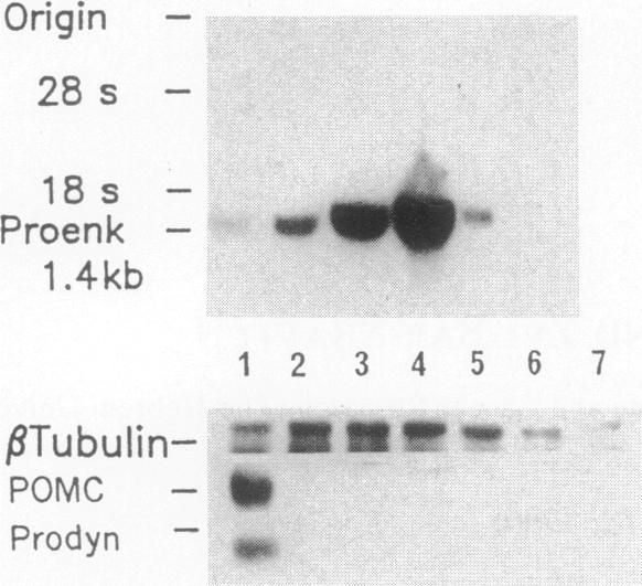 graphic file with name pnas01059-0206-a.jpg