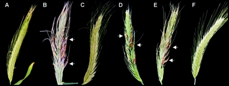 FIG. 5.