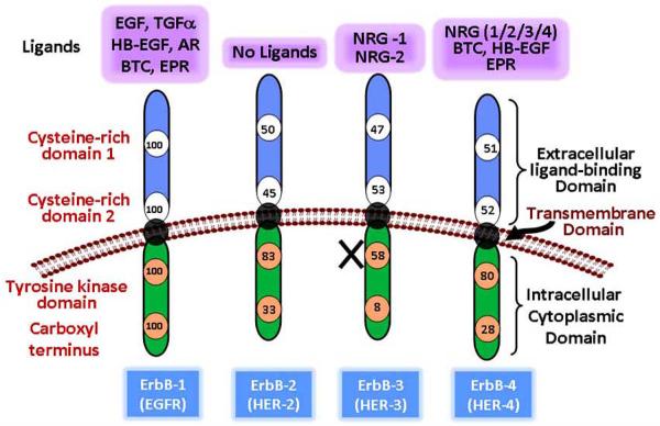 Fig. (2)