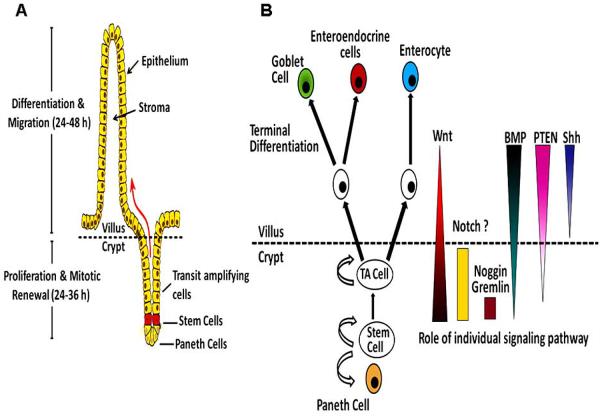 Fig. (1)