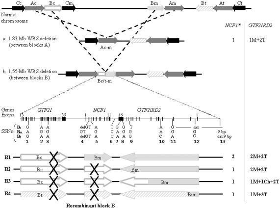 Figure  1